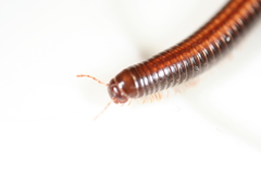 Ommatoiulus sabulosus