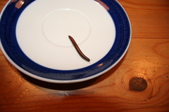 Ommatoiulus sabulosus