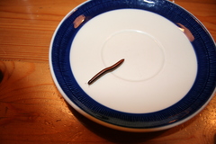 Ommatoiulus sabulosus