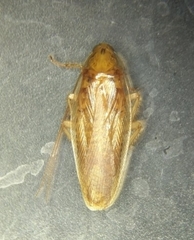 Blattella biligata