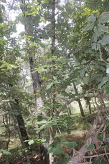 Magnolia macrophylla dealbata