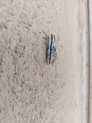 Giacomellia bilineata