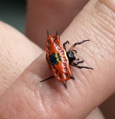 Gasteracantha quadrispinosa