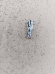 Giacomellia bilineata