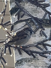 Passer domesticus