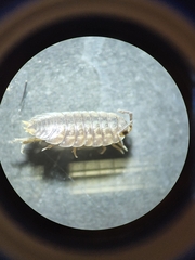 Porcellio dispar