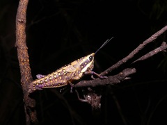 Monistria pustulifera