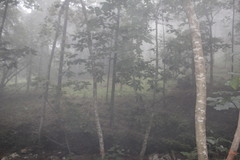 Magnolia macrophylla dealbata