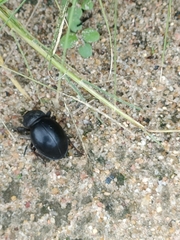 Ocnodes