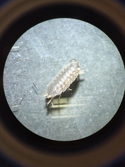 Porcellio dispar
