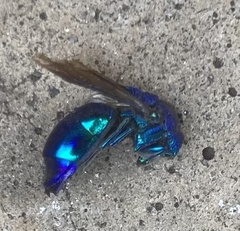 Chrysis lincea