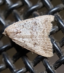 Tolpiodes oligolasia