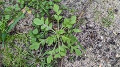 Papaver dubium