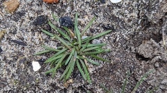 Plantago coronopus
