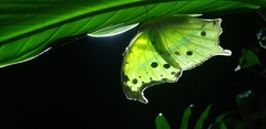 Protogoniomorpha parhassus