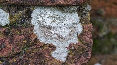 Lecanora campestris