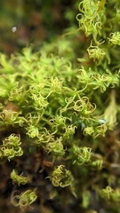 Vinealobryum vineale