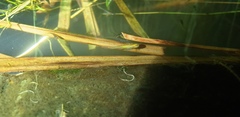 Poecilia reticulata