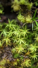 Vinealobryum vineale