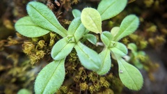 Cerastium semidecandrum