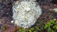 Lecanora campestris