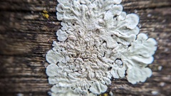 Flavoparmelia soredians