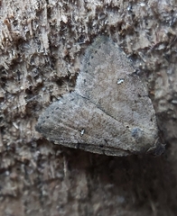 Tolpiodes oligolasia