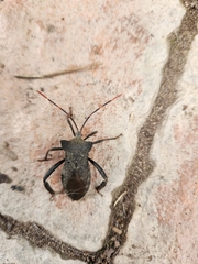 Elasmopoda valga