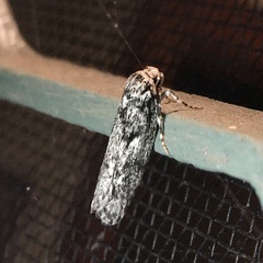 Barea codrella