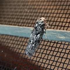 Barea codrella