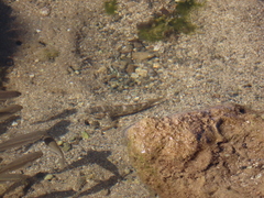 Mauligobius maderensis