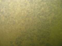 Cyanophyceae