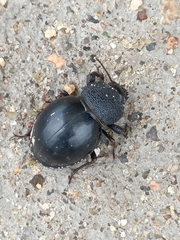 Ocnodes