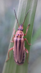 Chauliognathus scriptus