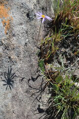 Afroaster perfoliatus