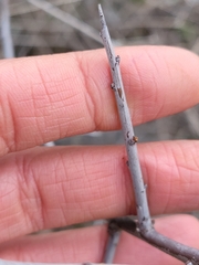 Prunus spinosa