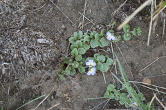 Diclis rotundifolia