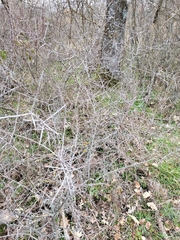 Prunus spinosa