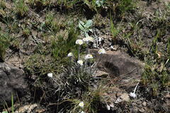 Helichrysum argentissimum