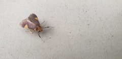 Ulopeza conigeralis