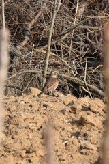 Turdus eunomus