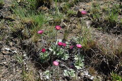 Helichrysum ecklonis