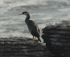 Phalacrocorax punctatus punctatus