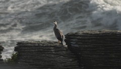 Phalacrocorax punctatus punctatus