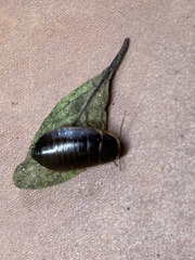 Poeciloblatta angusta