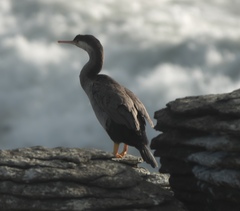 Phalacrocorax punctatus punctatus
