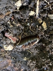 Poeciloblatta angusta