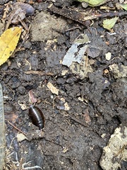 Poeciloblatta angusta