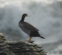 Phalacrocorax punctatus punctatus