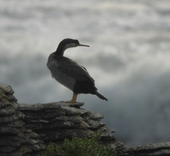 Phalacrocorax punctatus punctatus